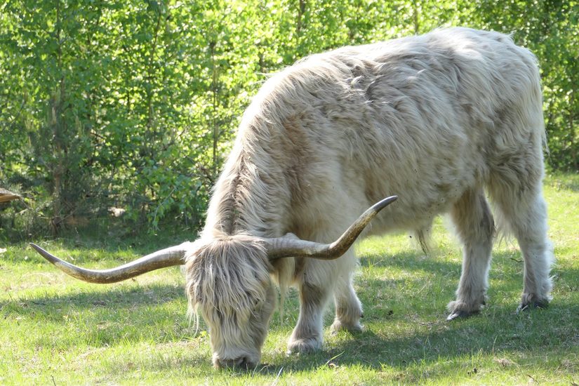 Schottisches Hochlandrind