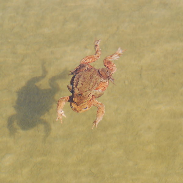 Erdkrötenpaar (freischwimmend)