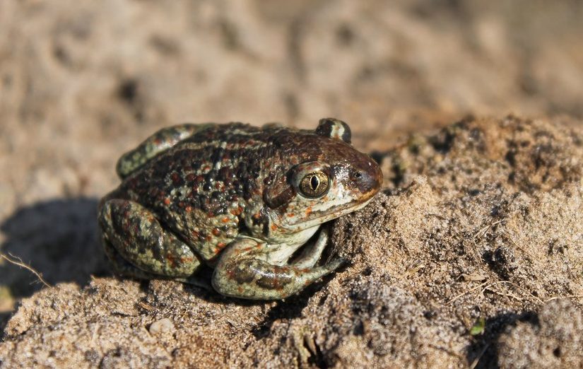 Knoblauchkröte