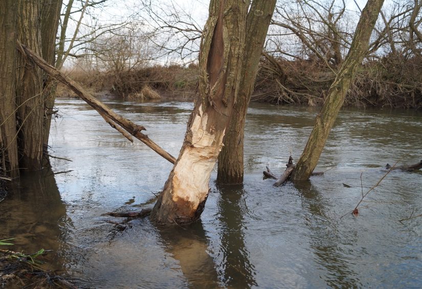 Biberspuren an der Else