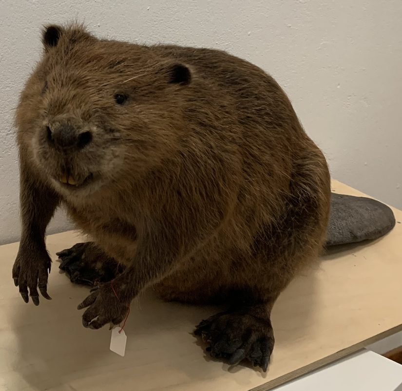 Das Biber-Präparat des Naturkundemuseums