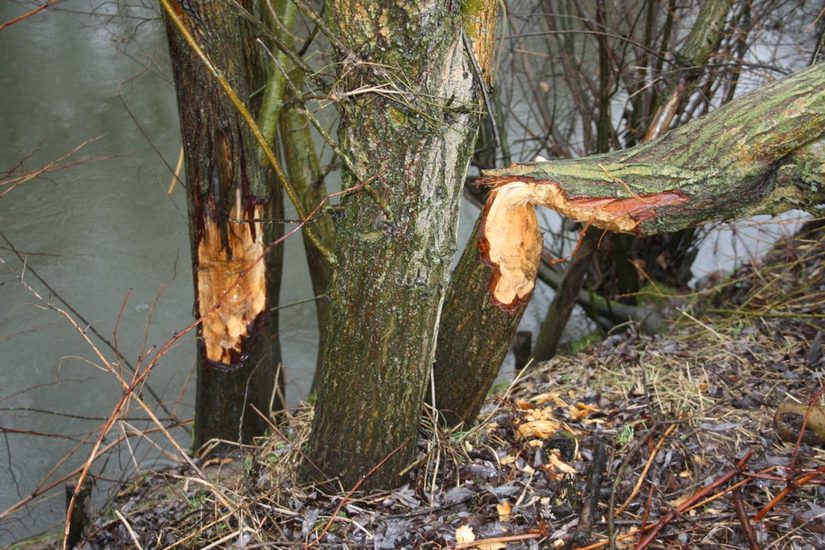 Das Bild zeigt vom Biber angenagte und gefällte Bäume
