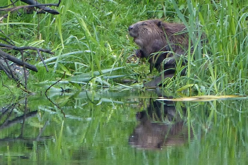 Das Bild zeigt einen Biber an Land