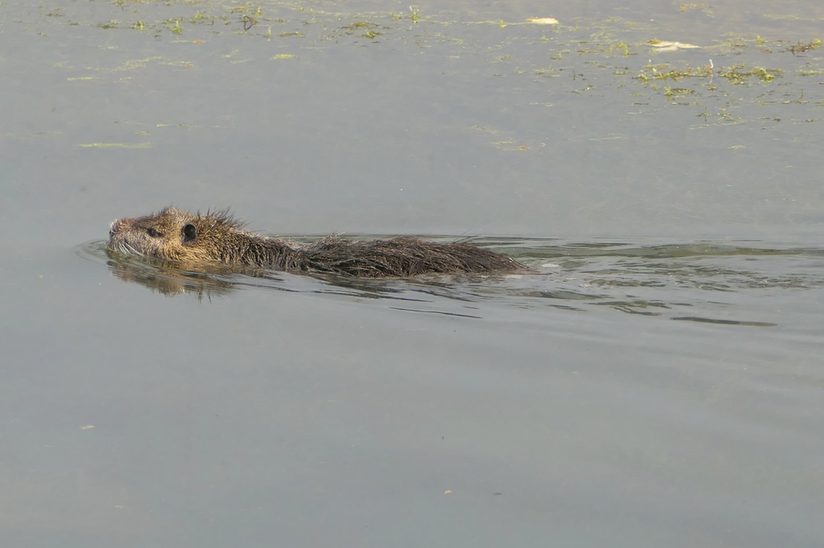 Das Bild zeigt eine schwimmende Nutria