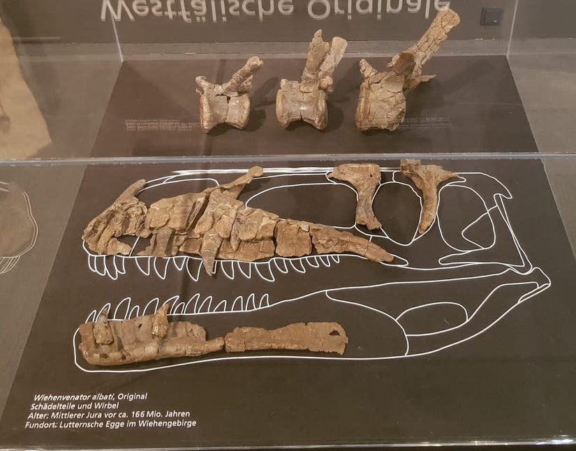 Fossilien eines Wiehenvenators