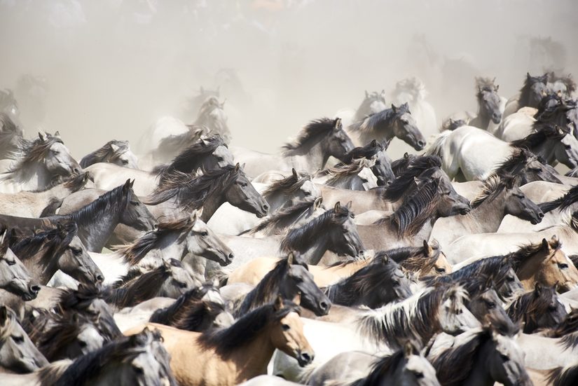 Pferde in Westfalen. Wildpferdefang in Dülmen: Die rund 400 Tiere der letzten Europäischen Herde Wildpferde galoppieren in die Fangarena. Dülmen, Mai 2019