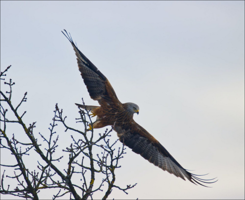 Rotmilan (Greifvogel)fliegend nebem einer kahlen Baumkrone.