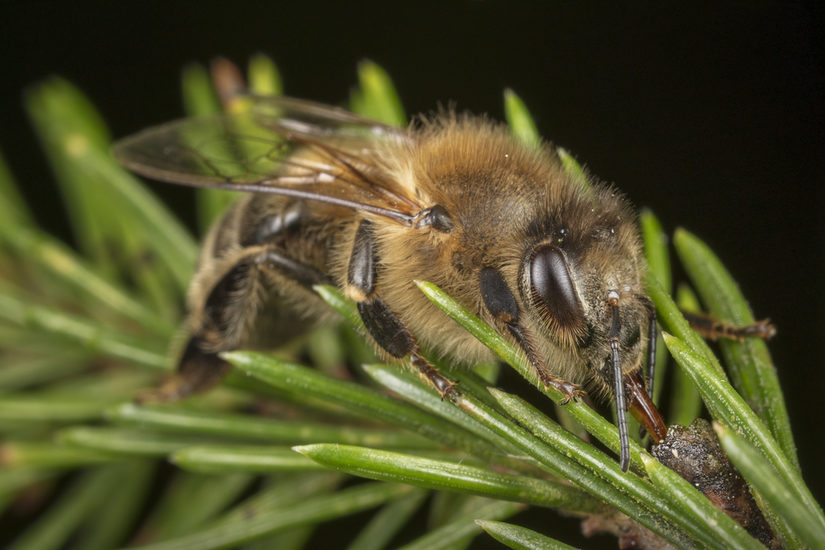 Es summt in unseren Wäldern. Von uns Menschen weitgehend unbemerkt gibt es sie noch, die wild lebenden Honigbienen. Hoch oben leben die Völker des kleinen Waldinsekts in Baumhöhlen und trotzen den Jahreszeiten. Ideal an ihren natürlichen Lebensraum angepasst, sind diese Bienenvölker viel widerstandsfähiger als ihre domestizierten Artgenossen, die Kulturbienen. Der Natur-und Tierfotograf Ingo Arndt dokumentiert mit bisher ungesehenen Bildern die Lebensweisen der Waldbienen. Seine Fotografien zeigen bis ins kleinste Detail das perfekt aufeinander abgestimmte Zusammenleben im  Bienenstock. Hierbei wurde erstmal die Besiedlung einer Baumhöhle durch einen Bienenschwarm über die gesamte Zeitspanne von dem Einzug im Frühjahr bis zum späten Herbst beobachtet und fotografisch festgehalten.   Zusätzlich beschreibt der Bienenforscher Jürgen Tautz in gut verständlichen Texten, was auf den Bildern zu sehen ist und gibt Einblick in bisher weithin unbekannte wissenschaftliche Erkenntnisse und Verhaltensweisen.  Mit der Zeidlerin Sabine Bergmann wird die traditionelle Methode der Waldbienenzucht in lebenden Bäumen thematisiert. Diese ursprüngliche Art des Imkerns entspricht am ehesten den von Honigbienen selbst gewählten Bedingungen in natürlichen Baumhöhlen und ist eine große Chance für eine gesunde Zukunft der derzeit gefährdeten Honigbiene. Außerdem vermittelt ein museumspädagogisches Programm spielerisch Wissenswertes über die Biene. Und die Wildblumenwiese zwischen Naturkundemuseum und Museumsdepot bildet eine kleine blühende Landschaft für Bienen und andere Insekten, die nach dem Ausstellungsbesuch entdeckt werden kann.