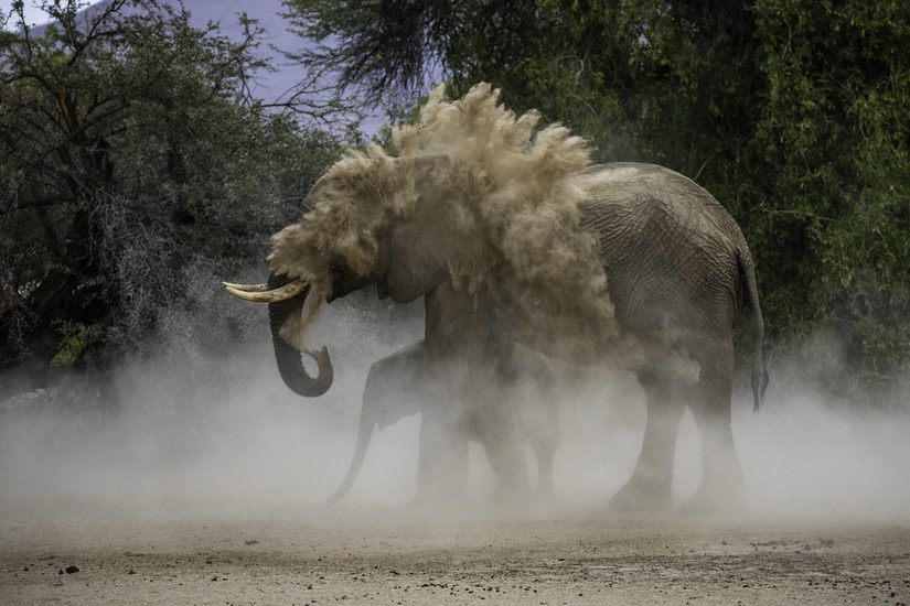 Bild von Elefant in Staubwolke