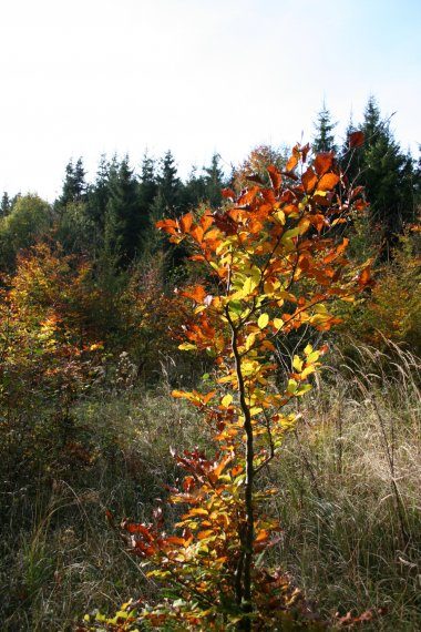 Der Wald im Herbst