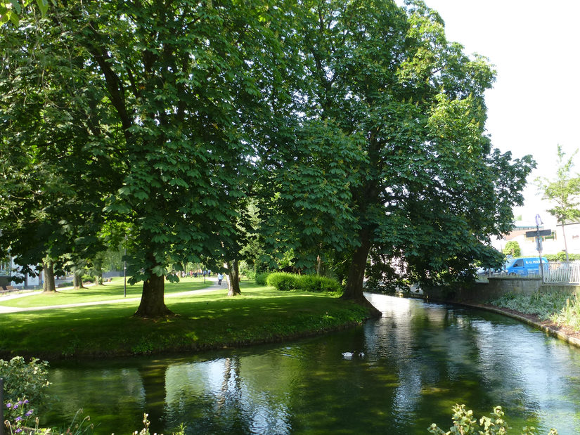 Bäume an der Pader