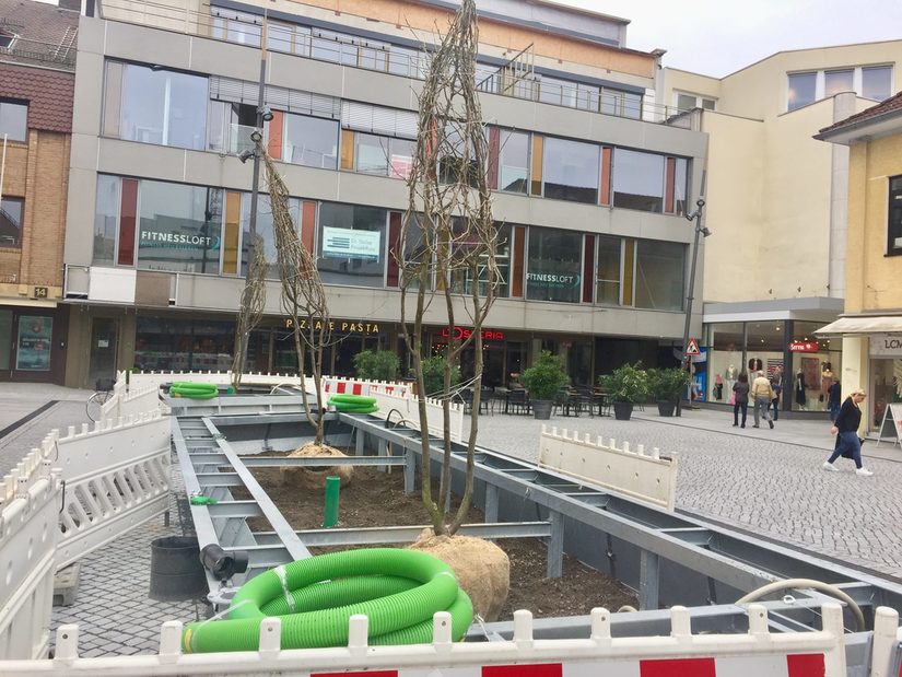 Bäume im Hochbeetsitzelement auf dem kleinen Königsplatz sind jetzt gepflanzt